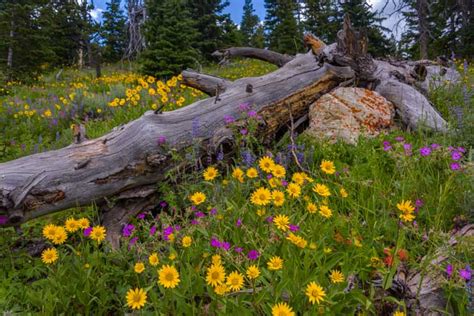 Wildflowers In Wyoming Spring Showers Bring Spectacular July Flowers