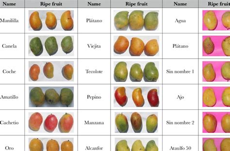 Diversity of colors in native mango germplasm from Chiapas, Mexico... | Download Scientific Diagram