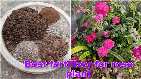 Best Fertilizer For Rose Plant How To Get More Flowers On Rose Plant