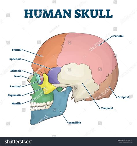 Parietal Bone Anatomy