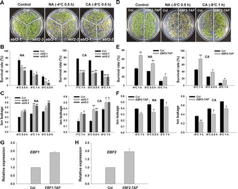 Pif Is A Negative Regulator Of The Cbf Pathway And Freezing Tolerance