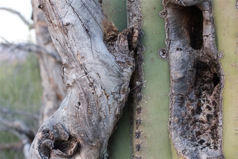 Free Images Tree Nature Branch Cactus Wood Leaf Desert Trunk