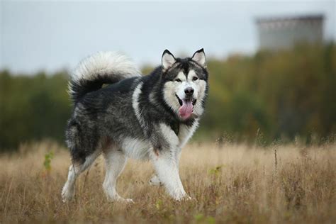 How To Groom An Alaskan Malamute At Home? | MyPetCareJoy