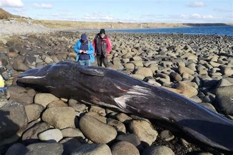 Sperm Whale Washes Up On North Wales Beach North Wales Live