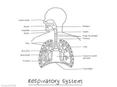 The Respiratory System Diagram LABELLED - Etsy