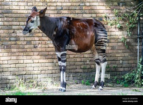 Okapi Okapia Johnstoni Also Known As The Forest Giraffe Congolese