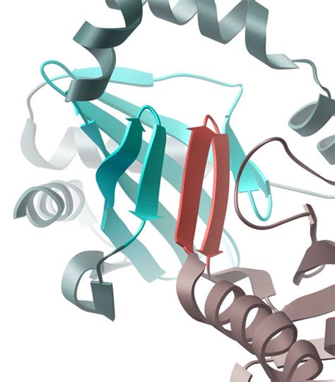 Pdb 101 Learn Structural Biology Highlights Bacterial Cdi Toxins