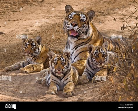 Wild Tigress Panthera Tigris With Three Young Cubs In Ranthambore National Park Rajasthan