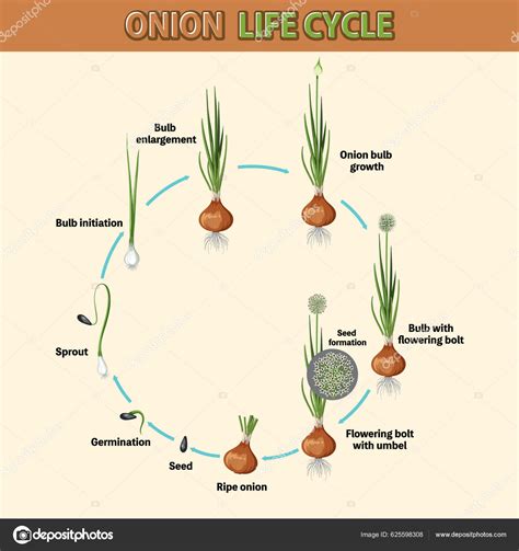 Diagrama Mostrando Ilustração Ciclo Vida Cebola Vetor de brgfx 625598308