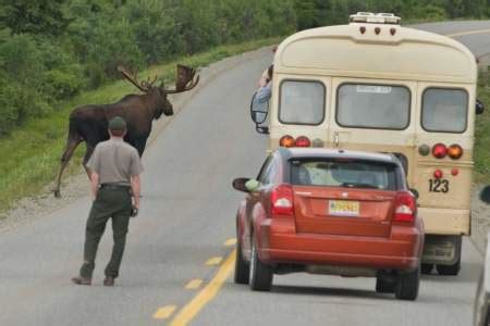 Denali National Park Road Tours | Mt. Denali, Wildlife,… | ALASKA.ORG