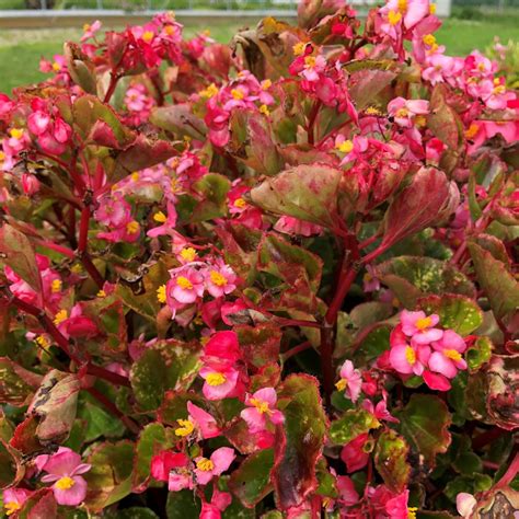 Charm Pink Begonia Plant - GrowJoy