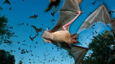 1920x1080 resolution | group of bats, animals, bats HD wallpaper | Wallpaper Flare