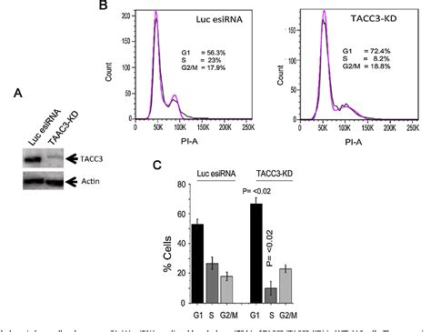 Figure From Suppression Of Centrosome Protein Tacc Induces G Arrest