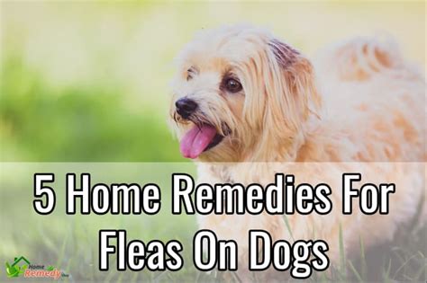 5 Home Remedies For Fleas On Dogs Home Remedies