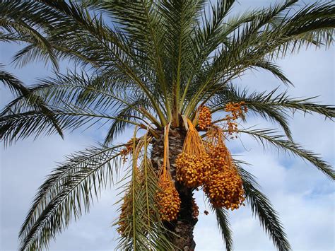 Como plantar tâmaras direto no quintal de casa este guia