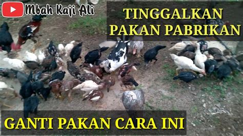 Cara Memelihara Ayam Kampung Asli Usia 2 Bulan Sampai Panen Youtube