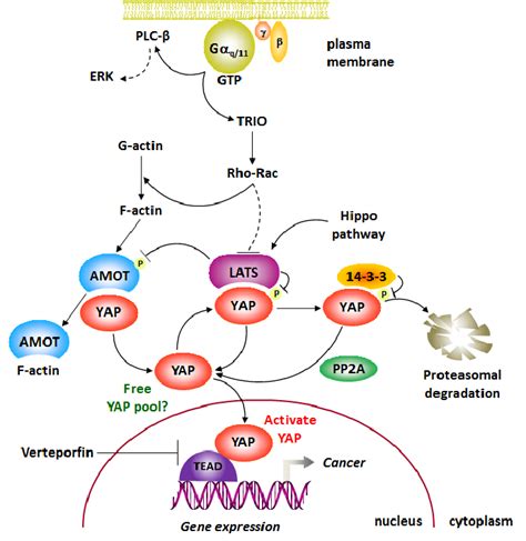 The GNAQ And GNA11 Uveal Melanoma Oncogenes Encode Persistently