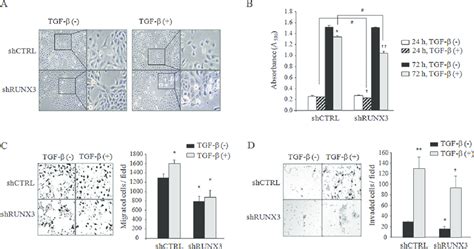 The Effect Of Runx3 Knockdown On The Viability Migration And Invasion