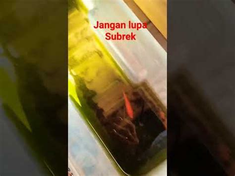 Pelihara Ikan Koi Tanpa Aerator Ternyata Bisa Ikanhias Youtube