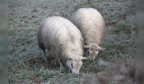 Wolf Pakt Schapen Op Rijndijk Nabij Wijk Bij Duurstede Wijks Nieuws