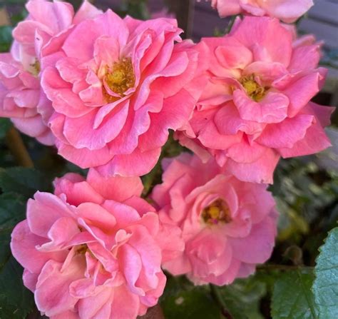 Pink Groundcover Roses: 8 Best Low-Growing, Easy Care Varieties - SONG ...