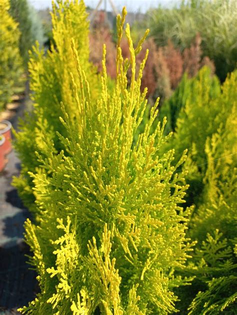 Aranylombú keletu tuja – “Thuja orientalis PYRAMIDALIS AUREA” – Kiss ...