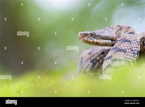 Asp Viper Vipera Aspis Aspis Taken The 13082021 At Le Mans France