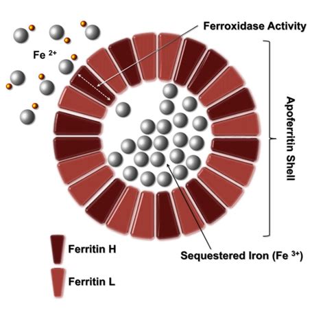 Ferritin Structure The Blood Project