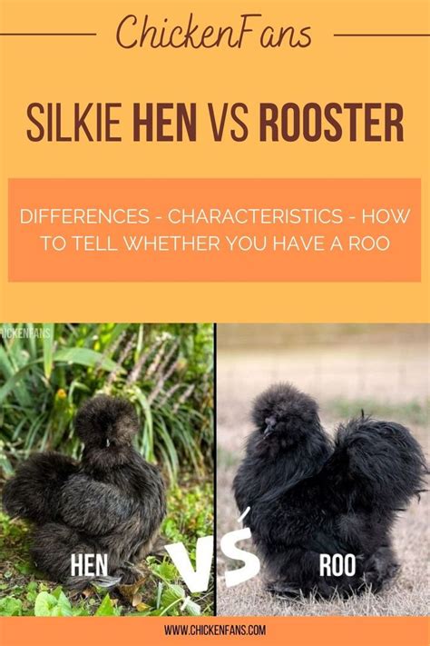 Silkie Hen Vs Rooster Silkie Rooster Silkies Silkie Hen