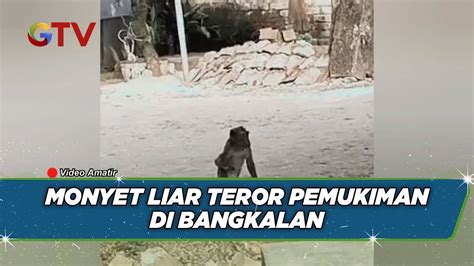 Monyet Liar Teror Pemukiman Di Bangkalan Tiga Warga Divaksin Atirabies