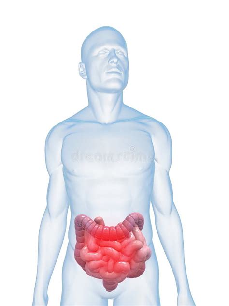 Inflamed Intestines Stock Illustration Image Of Blue