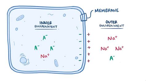 Resting membrane potential: Video, Anatomy & Definition | Osmosis