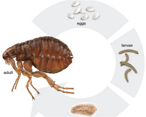 Ectoparasites Lab Flashcards Quizlet