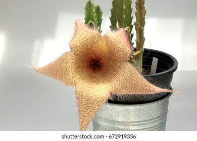 Stapelia Grandiflora Flowering Plant Stapelia Genus Stock Photo