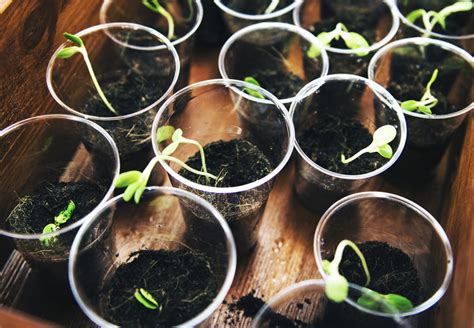 How To Grow A Bean Plant In A Cup Hunker