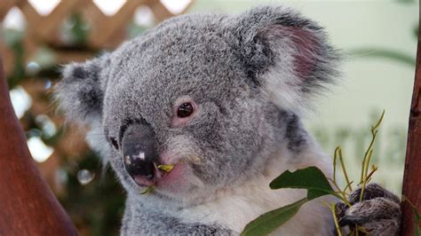 Premium Photo | Close-up of koala