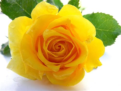 Free Yellow Rose 1 Stock Photo - FreeImages.com