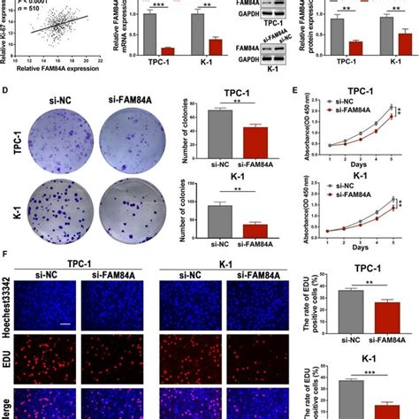 Effects Of Fam A On Proliferation And Growth Of Ptc Cells A