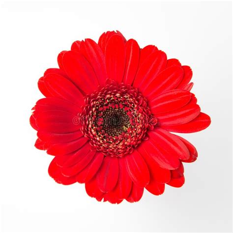 Cute Red Flower On White Background Stock Image Image Of Background