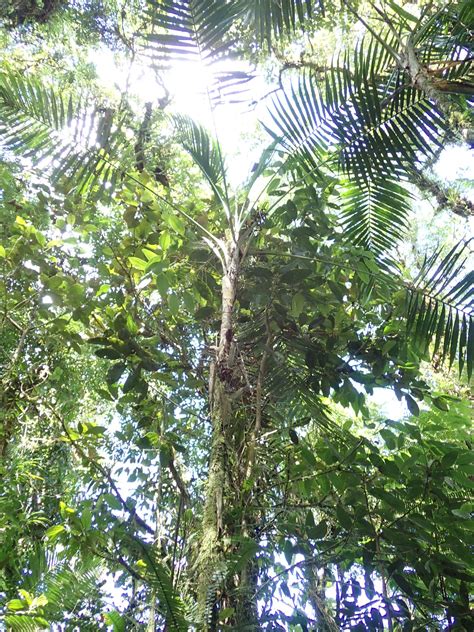 Heterospathe Philippinensis Arecaceae Image At Phytoimages Siu Edu