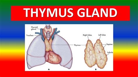 Thymus Gland Model