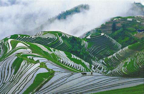 A Journey Of Postcards Terraced Rice Fields China