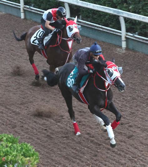 4・1億円馬ホウオウプロサンゲ、楽に好時計 皐月賞2着の半兄ヴェロックスに続け／新馬戦 2歳馬特集 競馬 日刊スポーツ