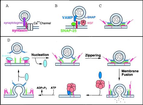 Snare Proteins Mediate Lipid Bilayer Fusion Pnas