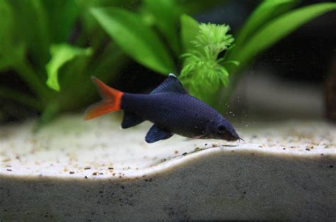 Beginner Guides Freshwater Aquariums