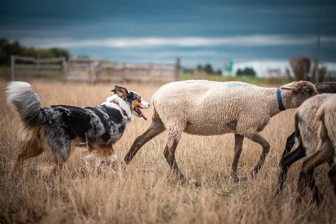 Australian Shepherd Herding: A Complete Guide – Dogster