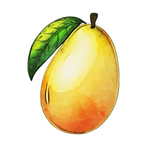 Premium Vector Mango Watercolor Vector Illustration