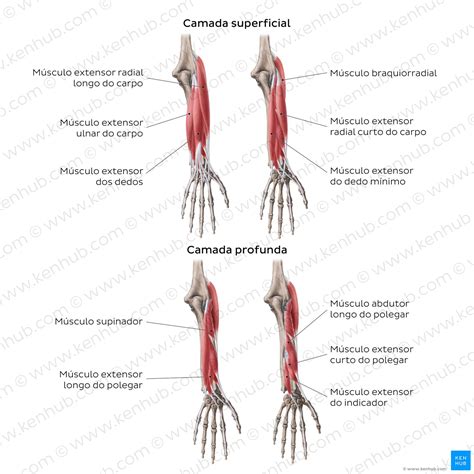 Anatomia Do Bra O E Antebra O Retoedu