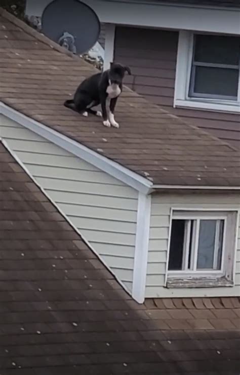 Man Noticed A Dog Was Stuck On A Steep Roof So He Rushed To Rescue Him