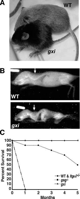 Muscle Wasting Kyphosis And Enhanced Lethality In Mice Lacking Both